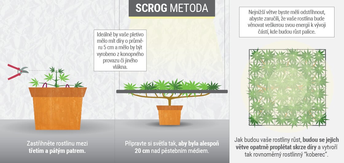 Pěstování konopí s SCROG (Screen of green) metoda
