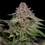 Blue Mystic