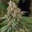 Shining Silver Haze
