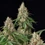 Shining Silver Haze