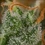 Shining Silver Haze