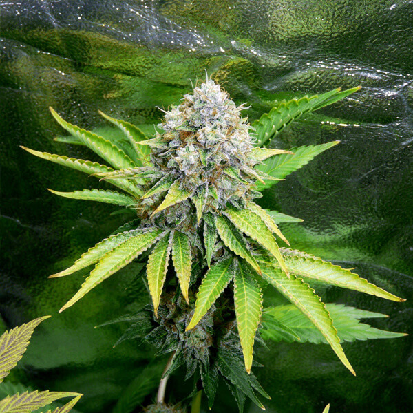 Koupit feminizovaných OG Kush konopných semen Koupit feminizovaných OG Kush konopných semen
