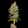 Honey Cream (Fast Flowering)