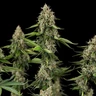Honey Cream (Fast Flowering)