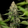 Honey Cream (Fast Flowering)