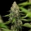 Honey Cream (Fast Flowering)