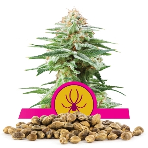 White Widow Bulk Semena