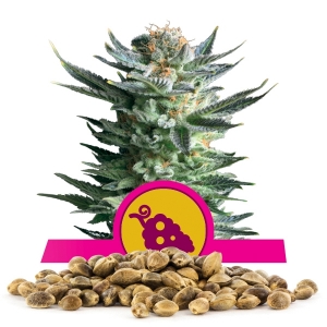 Fruit Spirit Bulk Semena