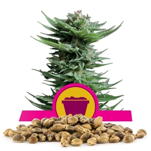 Shining Silver Haze Bulk Semena