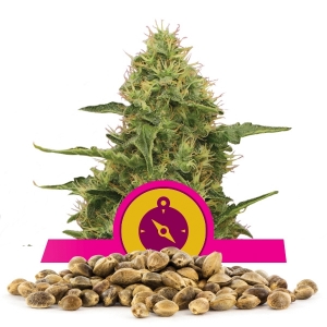 Northern Light Bulk Semena