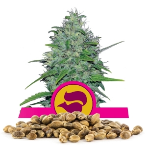 Skunk XL Bulk Semena