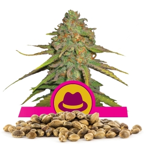 OG Kush Bulk Semena