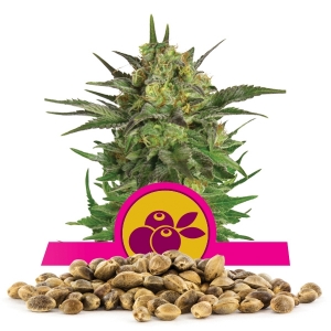Haze Berry Bulk Semena