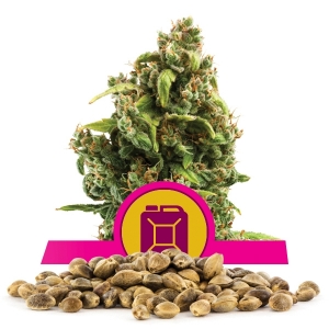 Sour Diesel Bulk Semena