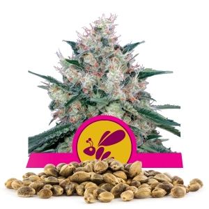 Honey Cream (Fast Flowering) Bulk Semena