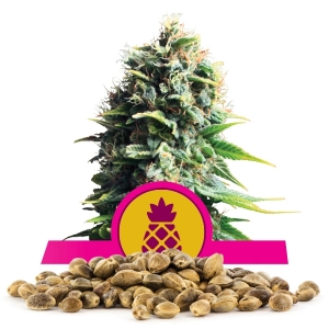 Pineapple Kush Bulk Semena