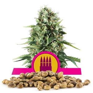Royal AK Bulk Semena