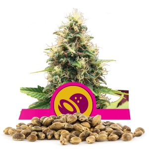 Somango XL Bulk Semena