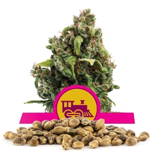 Candy Kush Express (Fast Flowering) Bulk Semena