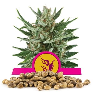 Speedy Chile (Fast Flowering) Bulk Semena