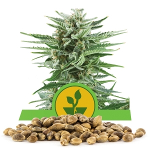 Easy Bud Bulk Semena