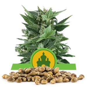 Royal Kush Automatic Bulk Semena