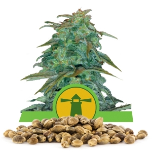 Royal Haze Automatic Bulk Semena