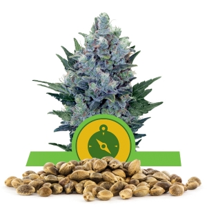 Northern Light Automatic Bulk Semena
