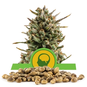 Amnesia Haze Automatic Bulk Semena