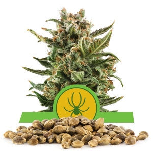 White Widow Automatic Bulk Semena