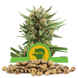 Sweet Skunk Automatic Bulk Semena