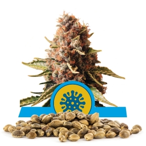 Euphoria Bulk Semena
