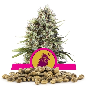 Nákupka Semínak Chocolate Haze