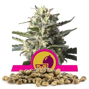Semínka Lemon Shining Silver Haze Velké Množství