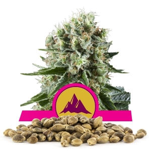 Semínka Critical Kush Velké Množství