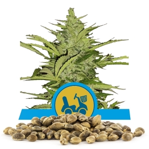 Nákupka Semínek Fast Eddy Automatic CBD