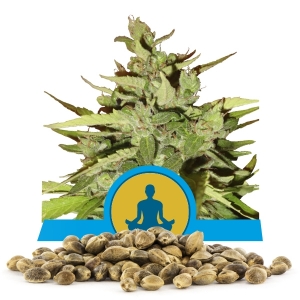 Nákupka Semínek Stress Killer Automatic CBD Nákupka Semínek Stress Killer Automatic CBD