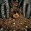 Soil Plugs