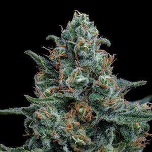 Kupte si Feminizovaná Semínka Odrůdy Wedding Cake - Royal Queen Seeds