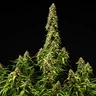 Wedding Cake Auto