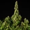 Wedding Cake Auto
