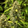 Wedding Cake Auto