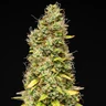 Wedding Cake Auto