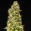 Wedding Cake Auto