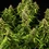 Wedding Cake Auto