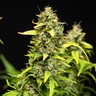 Wedding Cake Auto