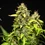Wedding Cake Auto