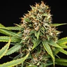 Pink Runtz Auto