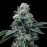 Dynamite Diesel