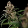 Tangie
